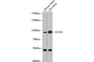 Western blot analysis of extracts of various cell lines, using ST antibody (ABIN1682908, ABIN1682909, ABIN5664112 and ABIN6219730) at 1:3000 dilution. (STAT4 antibody  (AA 600-700))