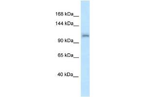 WB Suggested Anti-Zfr Antibody Titration: 1. (ZFR antibody  (N-Term))