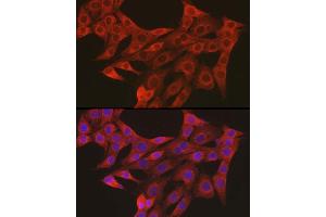 Immunofluorescence (IF) image for anti-Adenylate Cyclase Activating Polypeptide 1 (Pituitary) Receptor Type I (ADCYAP1R1) antibody (ABIN3023490)
