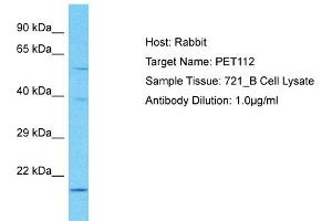 Host: Rabbit Target Name: PET112 Sample Type: 721_B Whole Cell lysates Antibody Dilution: 1.