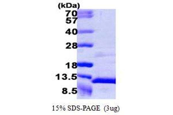 CXCL7 Protein (AA 35-128)