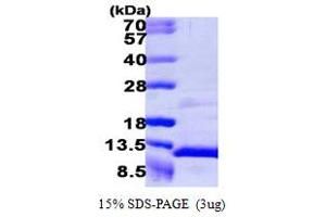 SDS-PAGE (SDS) image for Pro-Platelet Basic Protein (Chemokine (C-X-C Motif) Ligand 7) (PPBP) (AA 35-128) protein (ABIN666642) (CXCL7 Protein (AA 35-128))