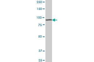 AMPD2 monoclonal antibody (M01A), clone 2F5 Western Blot analysis of AMPD2 expression in Hela S3 NE . (AMPD2 antibody  (AA 86-185))