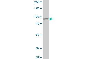 AMPD2 monoclonal antibody (M01A), clone 2F5 Western Blot analysis of AMPD2 expression in Hela S3 NE . (AMPD2 antibody  (AA 86-185))