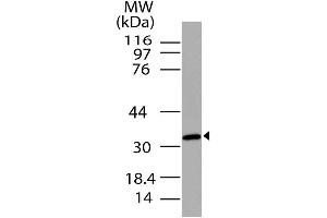Image no. 1 for anti-G Protein-Coupled Receptor 77 (GPR77) (AA 1-240) antibody (ABIN5027063) (GPR77 antibody  (AA 1-240))