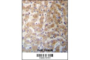 DHFRL1 Antibody immunohistochemistry analysis in formalin fixed and paraffin embedded human liver tissue followed by peroxidase conjugation of the secondary antibody and DAB staining. (DHFRL1 antibody  (AA 45-74))