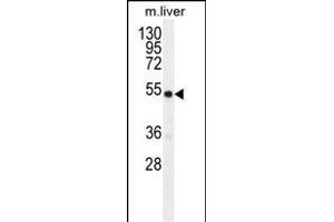 GDF6 Antibody (N-term) (ABIN655618 and ABIN2845098) western blot analysis in mouse liver tissue lysates (35 μg/lane).