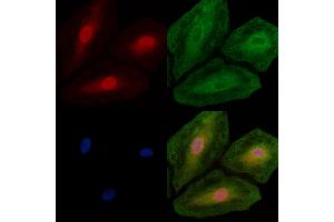 ABIN7094705 and ABIN7098756 staining  cells by IF/ICC. (PHAP1 antibody  (C-Term))