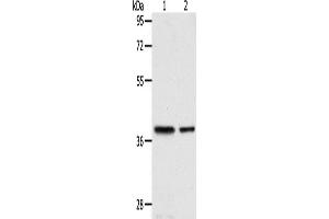 Western Blotting (WB) image for anti-Calponin 3, Acidic (CNN3) antibody (ABIN2422402) (CNN3 antibody)