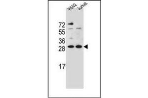 Western blot analysis of HMG1L10 Antibody (N-term) in K562,Jurkat cell line lysates (35ug/lane). (HMG1L10 antibody  (N-Term))