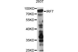 Western blot analysis of extracts of 293T cells, using IRF7 antibody (ABIN2736992) at 1:1000 dilution.