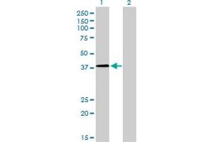 Western Blot analysis of NFYC expression in transfected 293T cell line by NFYC monoclonal antibody (M01), clone 1D3. (NFYC antibody  (AA 14-113))