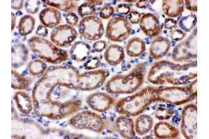 Anti- Grp75 Picoband antibody,IHC(P) IHC(P): Rat Kidney Tissue (HSPA9 antibody  (C-Term))