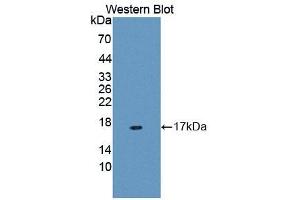 WB of Protein Standard: different control antibodies against Highly purified E. (MUC5B CLIA Kit)
