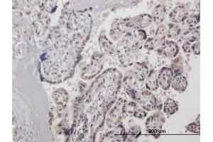Immunoperoxidase of  purified  MaxPab antibody to HMG20A on formalin-fixed paraffin-embedded human placenta.