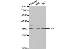 Western blot analysis of extracts of various cell lines, using HUS1 antibody (ABIN5973136) at 1/1000 dilution. (HUS1 antibody)