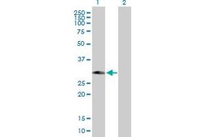 Western Blot analysis of PHYHD1 expression in transfected 293T cell line by PHYHD1 MaxPab polyclonal antibody. (PHYHD1 antibody  (AA 1-297))