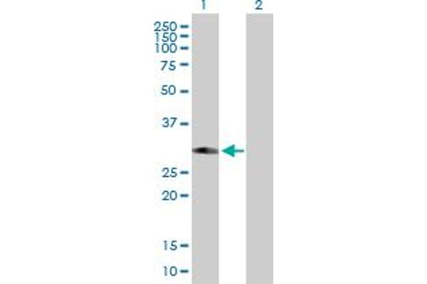 PHYHD1 antibody  (AA 1-297)