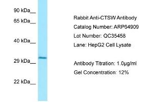 Western Blotting (WB) image for anti-Cathepsin W (CTSW) (N-Term) antibody (ABIN2789993) (Cathepsin W antibody  (N-Term))