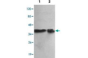 Western blot analysis of PPP1CA monoclonal antibody  at 1:1000 dilution. (PPP1CA antibody  (N-Term))