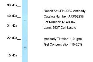 Western Blotting (WB) image for anti-Pleckstrin Homology-Like Domain, Family A, Member 2 (PHLDA2) (N-Term) antibody (ABIN2787606)