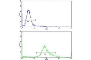 Flow cytometric analysis of HeLa cells using PHGDH antibody (green) (PHGDH antibody  (AA 140-168))