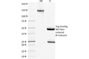 SDS-PAGE Analysis Purified CD268 / BAFFR Mouse Monoclonal Antibody (BAFFR/1557). (TNFRSF13C antibody)