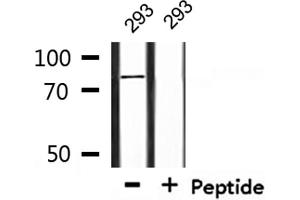 Western blot analysis of extracts from 293, using TGM2 Antibody.
