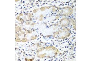 Immunohistochemistry of paraffin-embedded human stomach using ASNA1 antibody. (ASNA1 antibody  (AA 1-348))