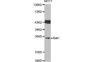 Western blot analysis of extracts of MCF7 cell lines, using BAK1 antibody. (BAK1 antibody  (AA 62-112))