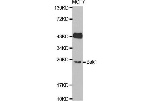 BAK1 anticorps  (AA 62-112)