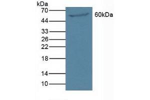 Figure. (PAOX antibody  (AA 130-356))