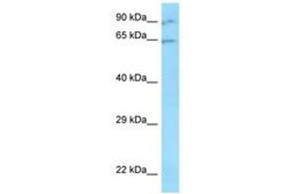 ZNF280B antibody  (N-Term)
