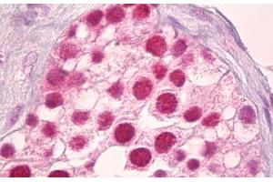 Anti-POLR2A / RNA polymerase II antibody IHC staining of human testis. (POLR2A/RPB1 antibody  (AA 1585-1634))