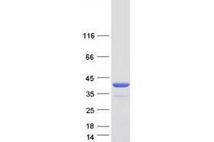 Western Blotting (WB) image for Tumor Protein P53 Inducible Protein 3 (TP53I3) (Transcript Variant 1) protein (Myc-DYKDDDDK Tag) (ABIN2734083)