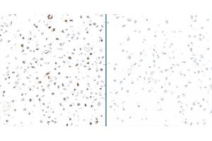 Immunocytochemistry (ICC) image for anti-Replication Protein A2, 32kDa (RPA2) (pSer33) antibody (ABIN7795804)