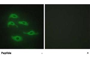 Immunofluorescence analysis of HepG2 cells, using SERINC3 polyclonal antibody . (SERINC3 antibody  (C-Term))