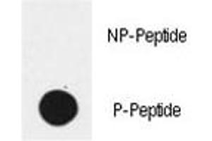 Dot blot analysis of phospho-EGFR antibody. (EGFR antibody  (pTyr1172))