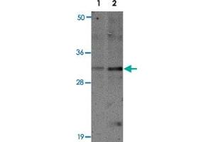 Western blot analysis of SLAMF9 in mouse kidney tissue lysate with SLAMF9 polyclonal antibody  at 1 ug/mL (lane 1) and 2 ug/mL (lane 2).