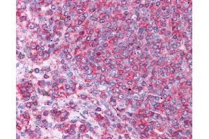 Anti-HSPA8 / HSC70 antibody IHC staining of human spleen. (Hsc70 antibody  (N-Term))