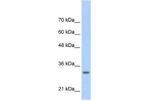 WB Suggested Anti-MAFB Antibody Titration:  0. (MAFB antibody  (N-Term))