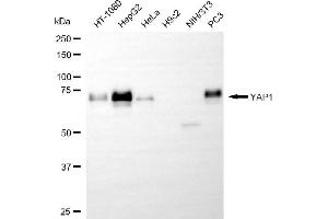 Western blotting analysis using YAP1 antibody (ABIN7800883). (Recombinant YAP1 antibody)