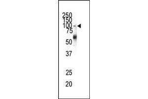 Western blot analysis of anti-EphA1 N-term Pab (ABIN391883 and ABIN2841703) in HeLa cell lysate. (EPHA1 antibody  (N-Term))