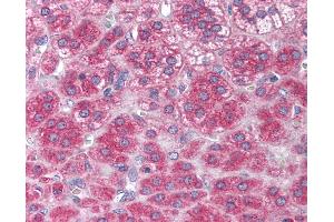 Anti-NTF3 / Neurotrophin 3 antibody IHC of human adrenal. (Neurotrophin 3 antibody  (N-Term))