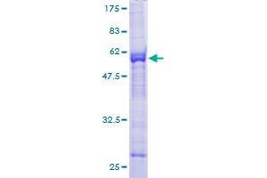 KLHDC3 Protein (AA 1-266) (GST tag)