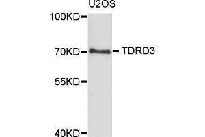Western blot analysis of extracts of U2OS cells, using TDRD3 antibody (ABIN5973573) at 1/1000 dilution.