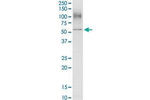 SLC3A2 MaxPab rabbit polyclonal antibody. (SLC3A2 antibody  (AA 1-529))