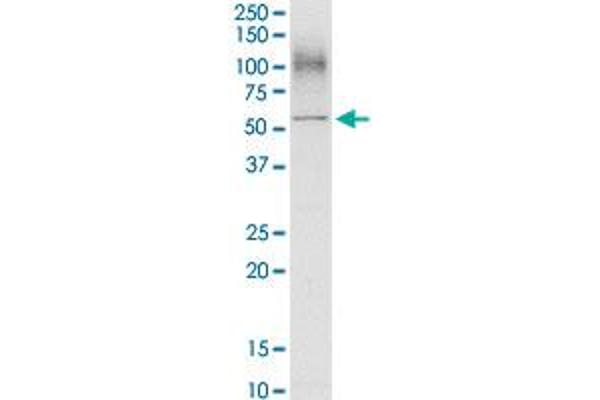 SLC3A2 antibody  (AA 1-529)