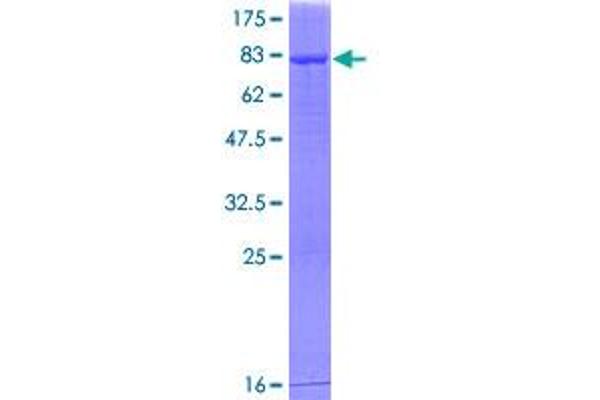 ALDH1A2 Protein (AA 1-480) (GST tag)
