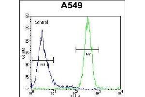 SYNCI Antibody (N-term) (ABIN654757 and ABIN2844441) flow cytometric analysis of A549 cells (right histogram) compared to a negative control cell (left histogram). (Syncoilin antibody  (N-Term))